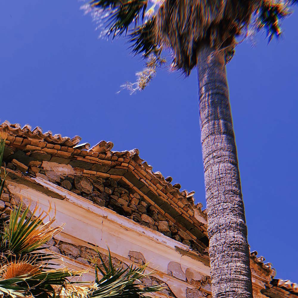 patmos palm tree